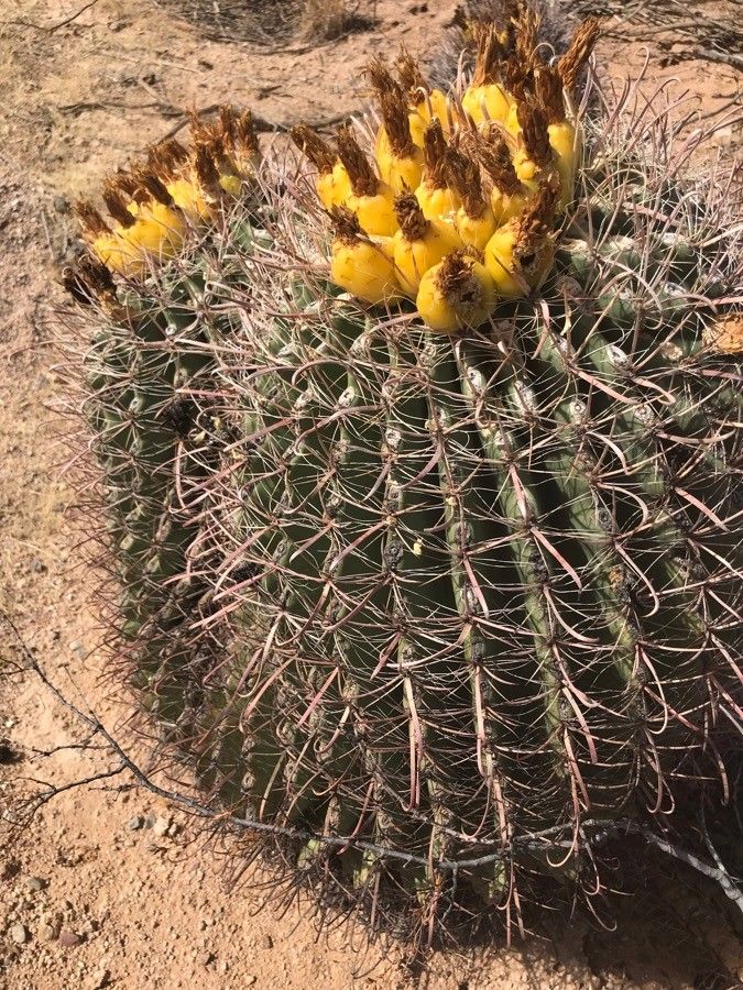 Ferocactus cylindraceus fruit