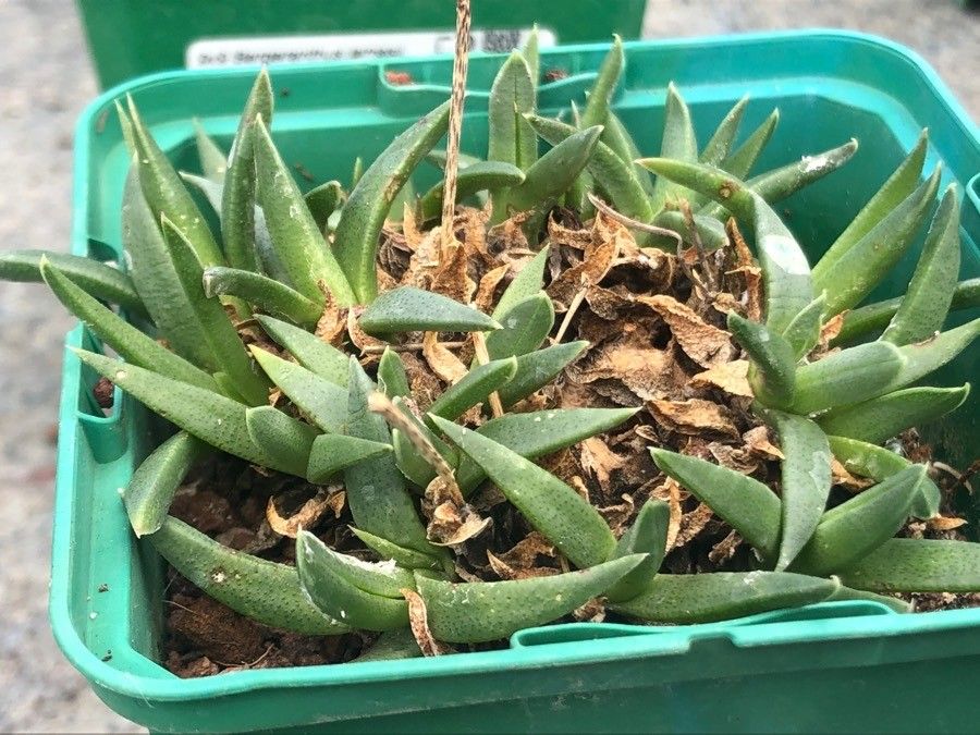 Bergeranthus vespertinus — related species from the same genus