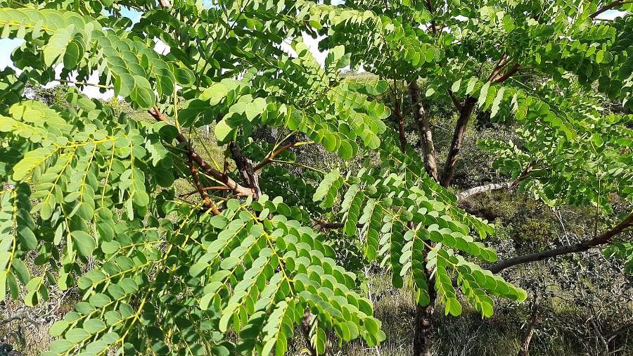 Stryphnodendron adstringens — houseplant care guide