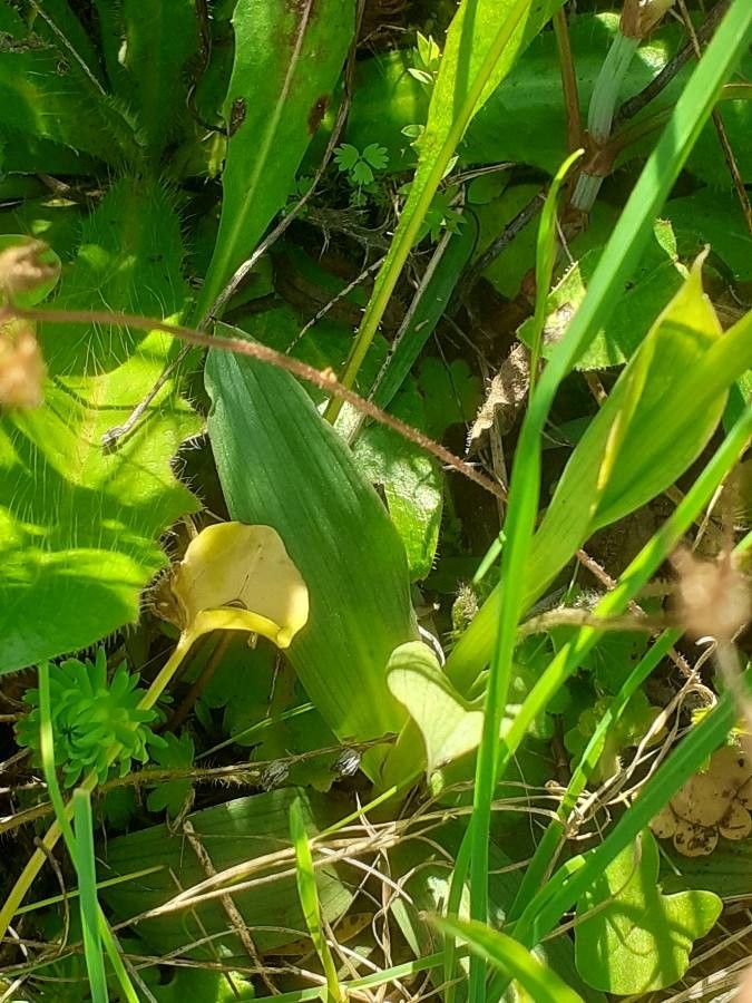 Neotinea conica leaf