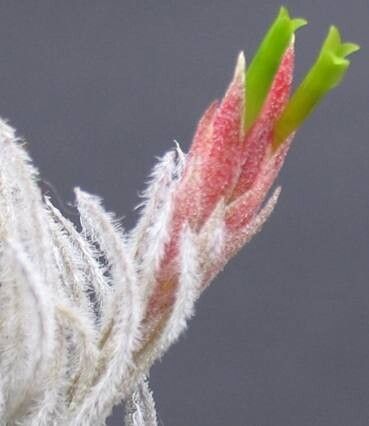 Tillandsia penascoensis flower