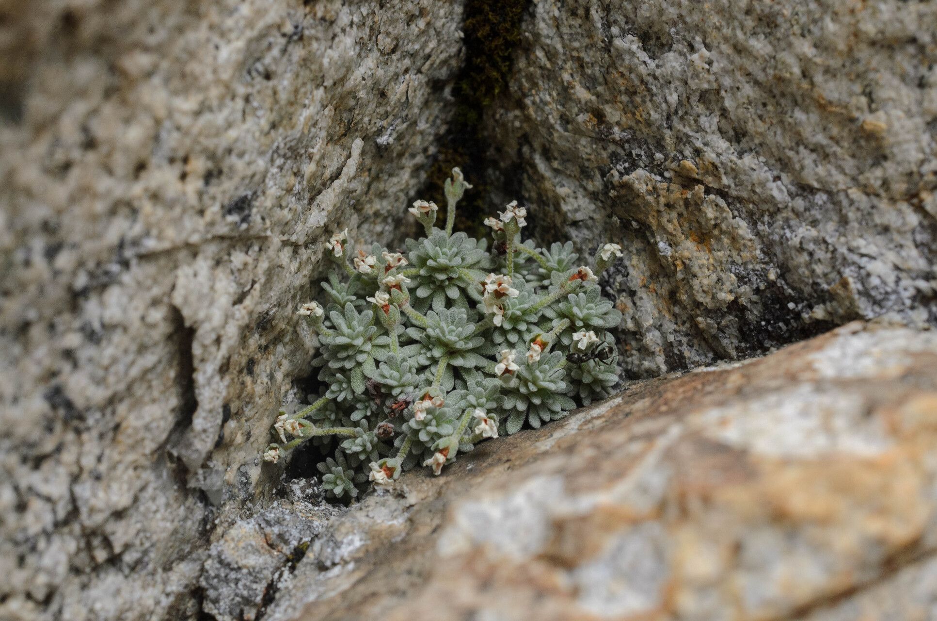 Androsace argentea fruit