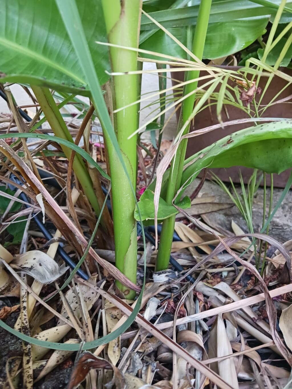 Heliconia schiedeana bark