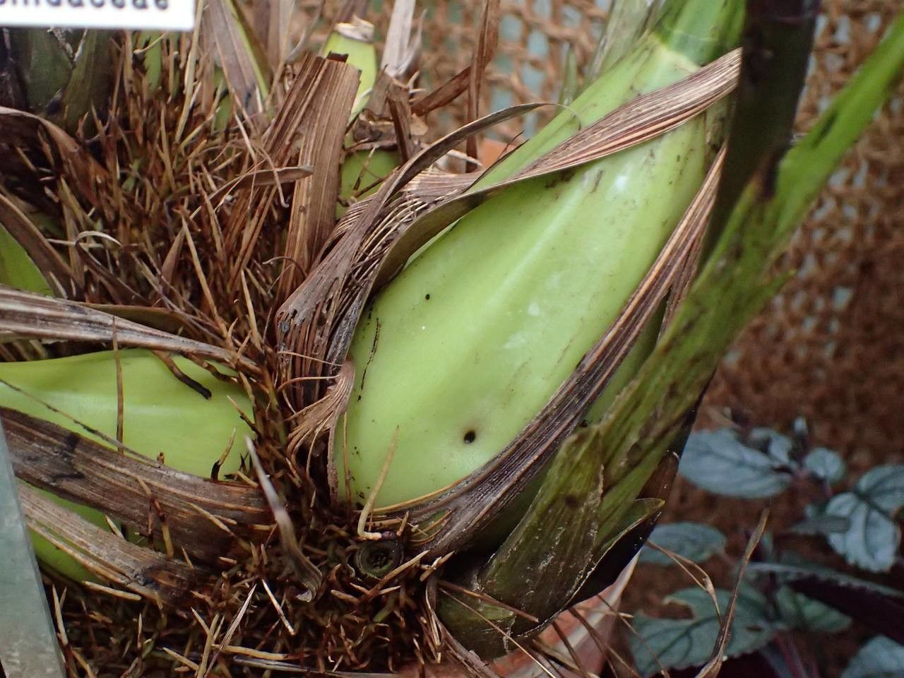 Neomoorea wallisii bark