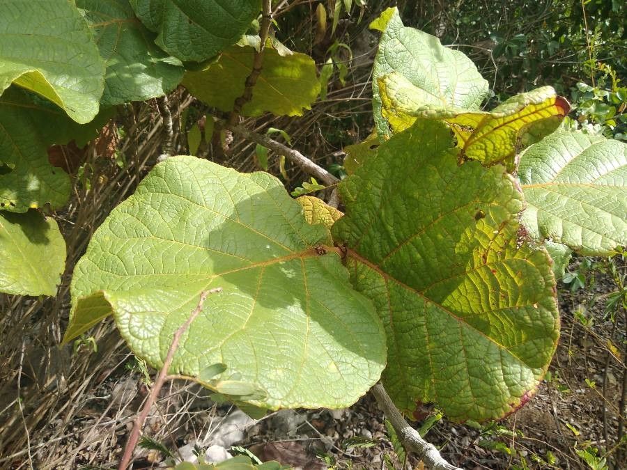 Coccoloba caravellae — houseplant care guide