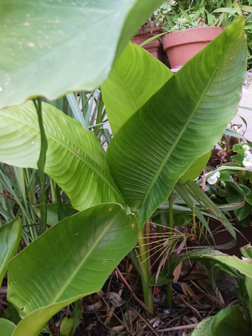 Heliconia schiedeana habit