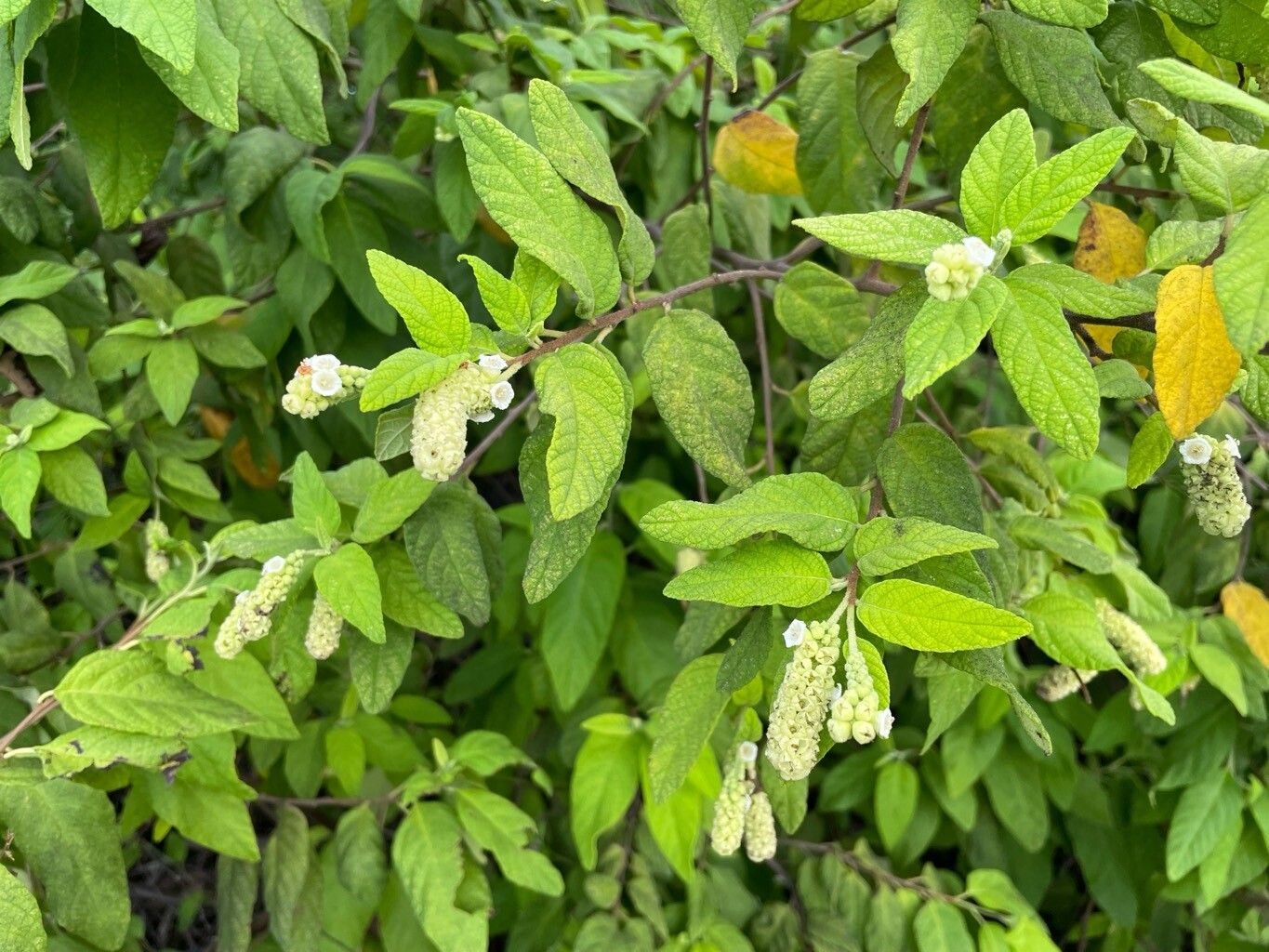 Varronia brownei leaf