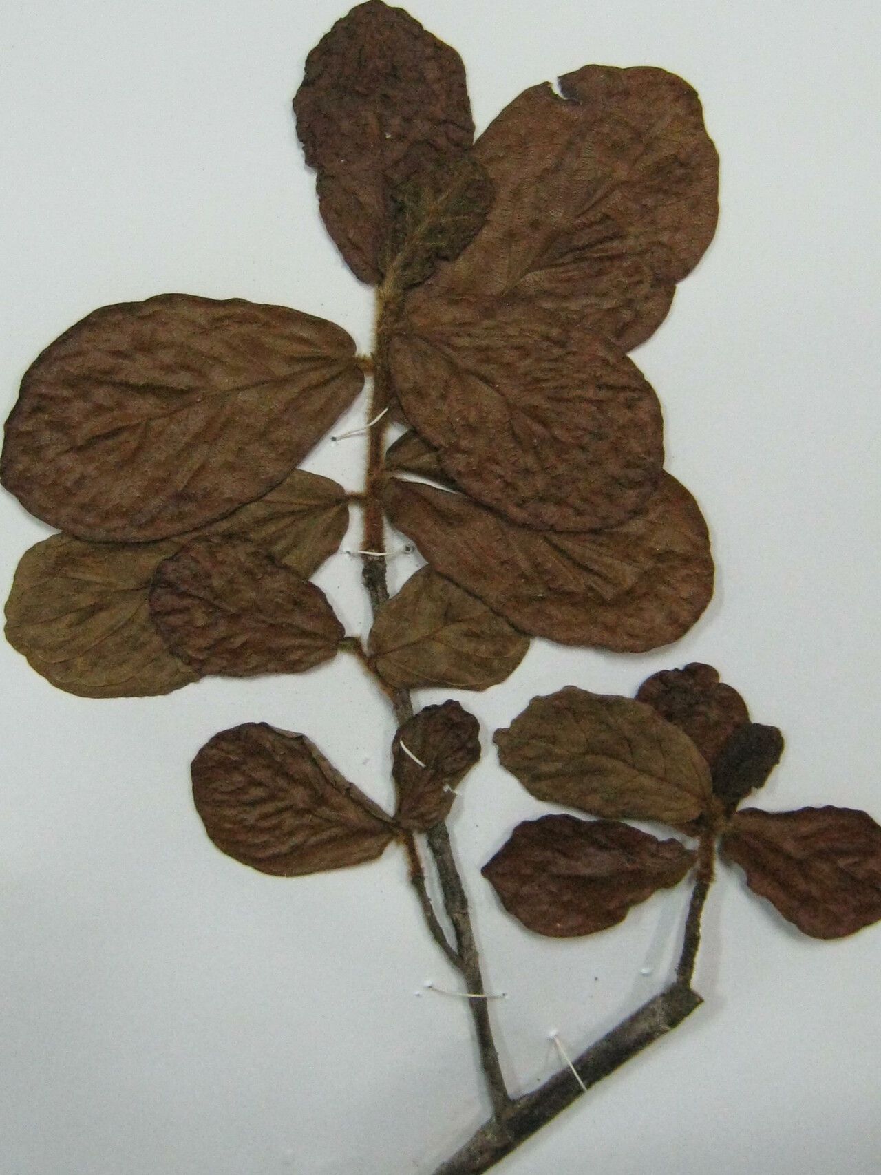 Ficus malacocarpa — houseplant care guide