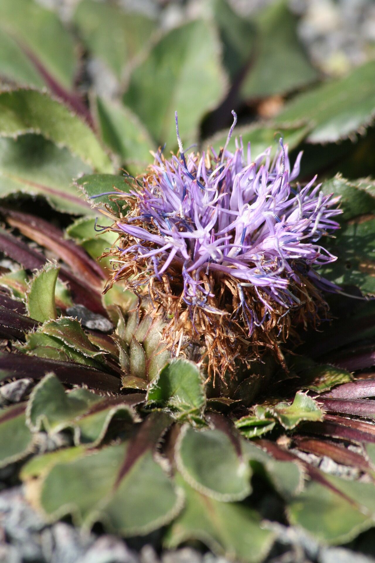 Carthamus rhaponticoides flower