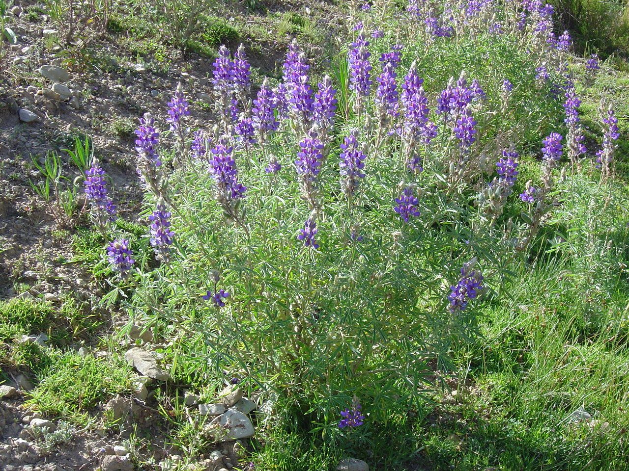 Lupinus altimontanus habit