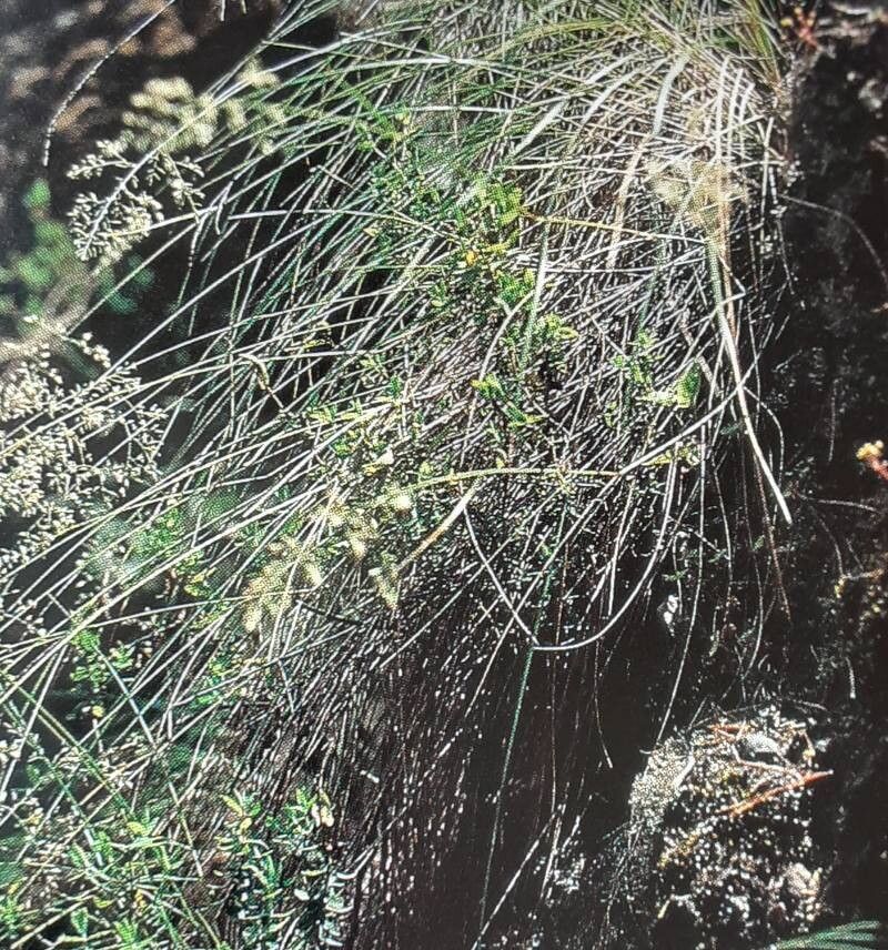 Festuca agustini habit