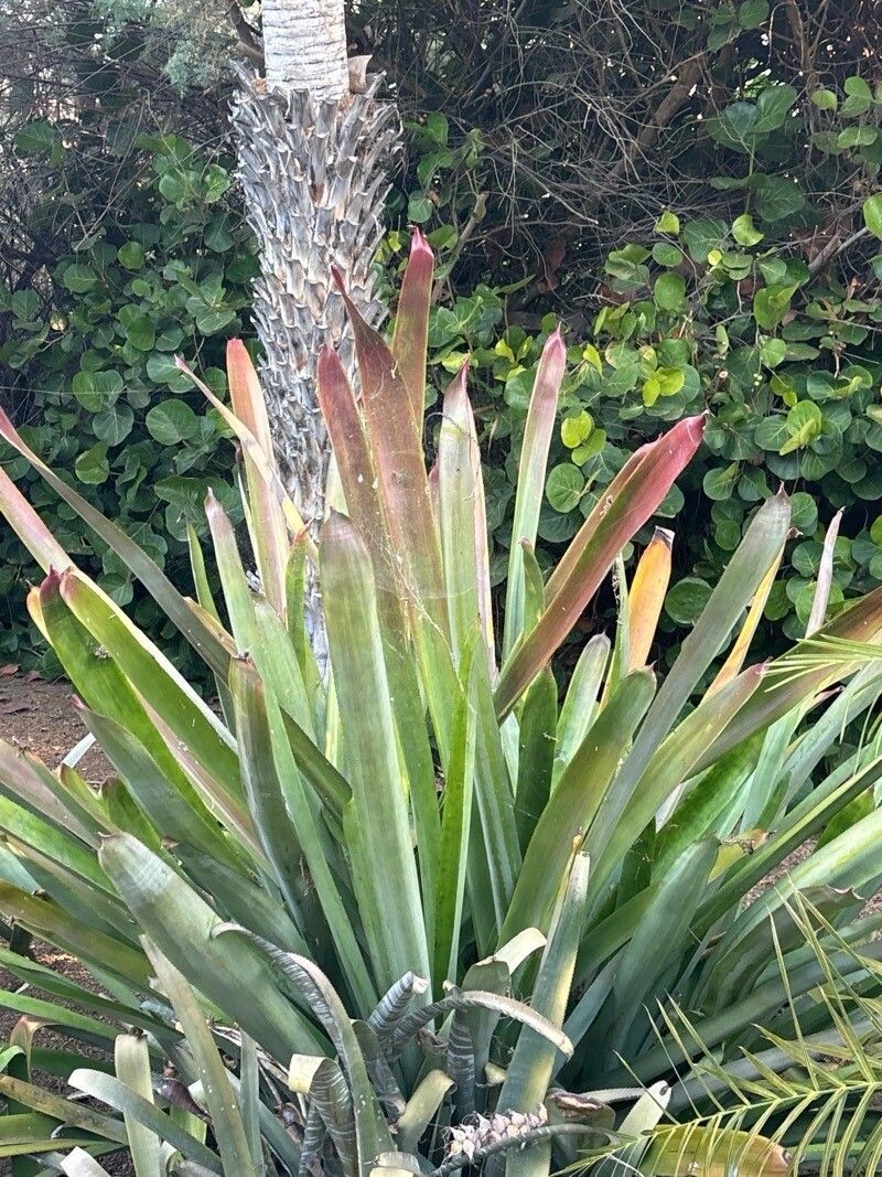 Billbergia brasiliensis