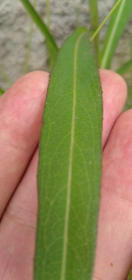 Pterocypsela indica leaf