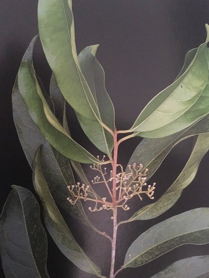 Aniba canellila — related species from the same genus