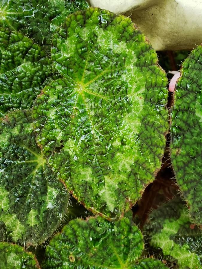 Begonia masoniana — sleep aid houseplant