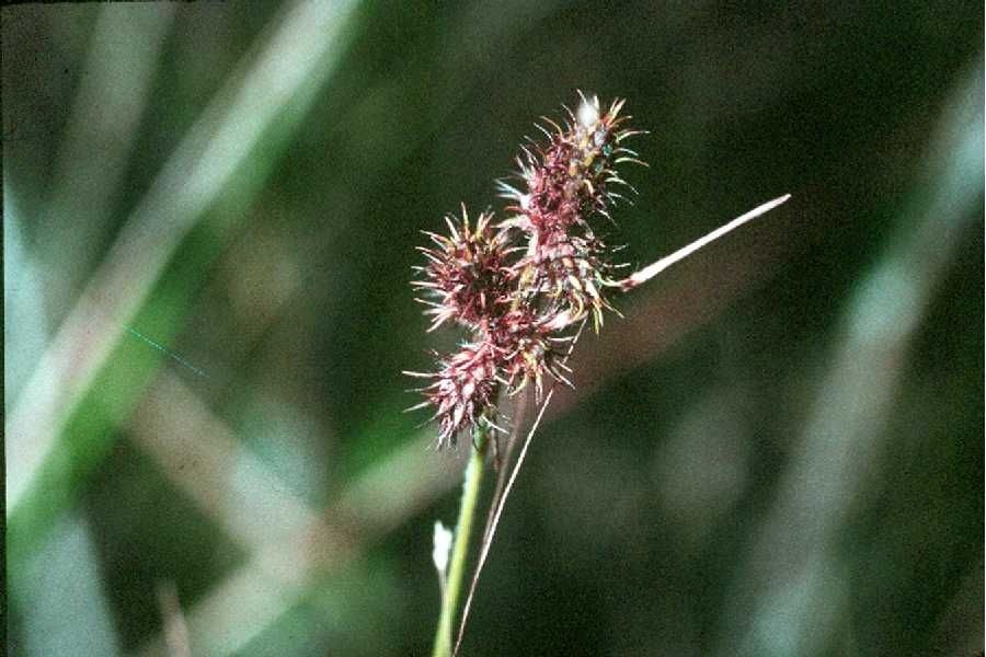 Fuirena squarrosa — houseplant care guide