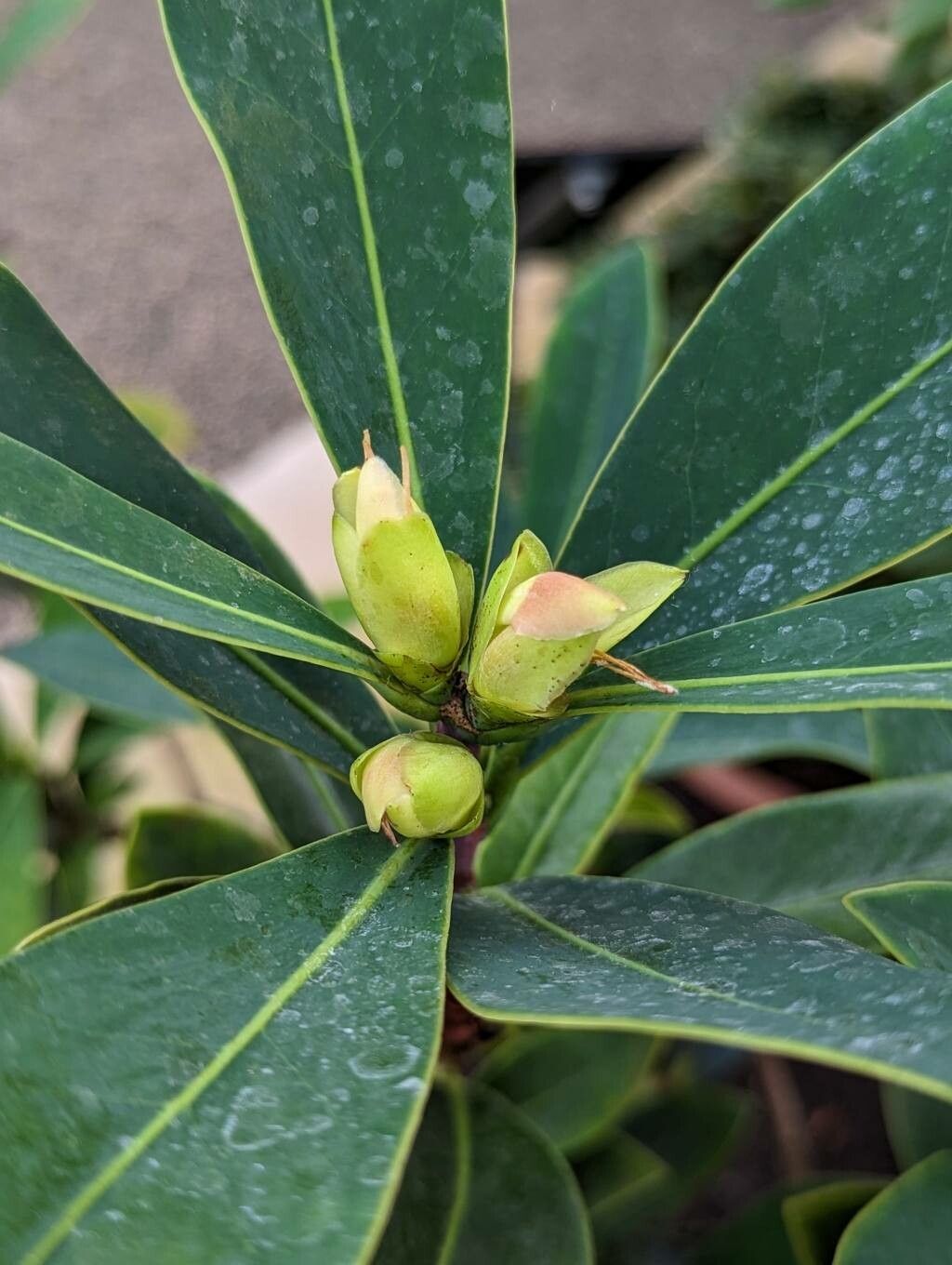 Camellia azalea other