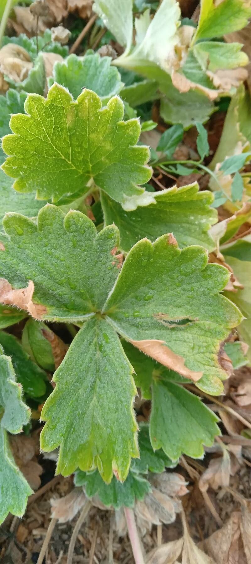 Potentilla megalantha leaf