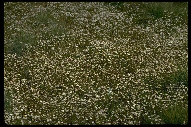 Pentachaeta bellidiflora habit