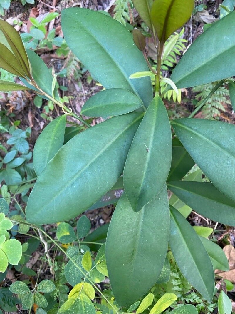 Ardisia escallonioides leaf