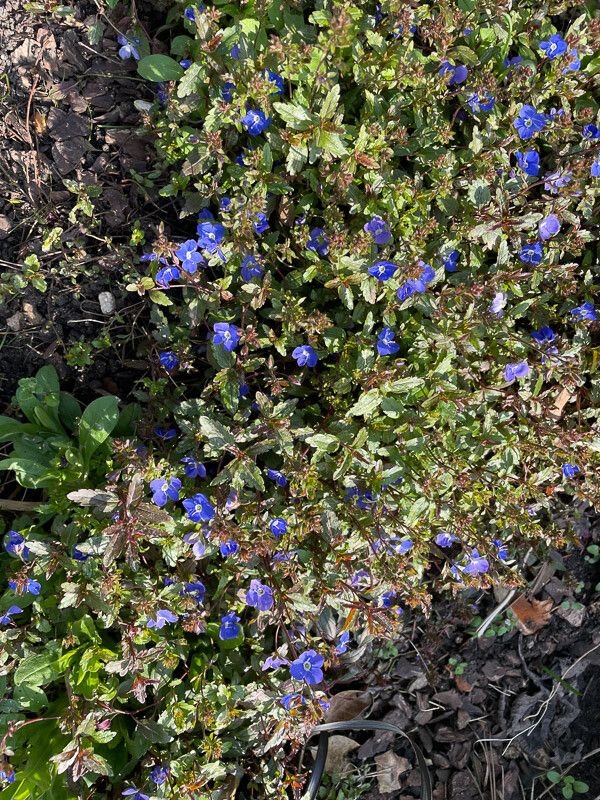 Veronica peduncularis habit