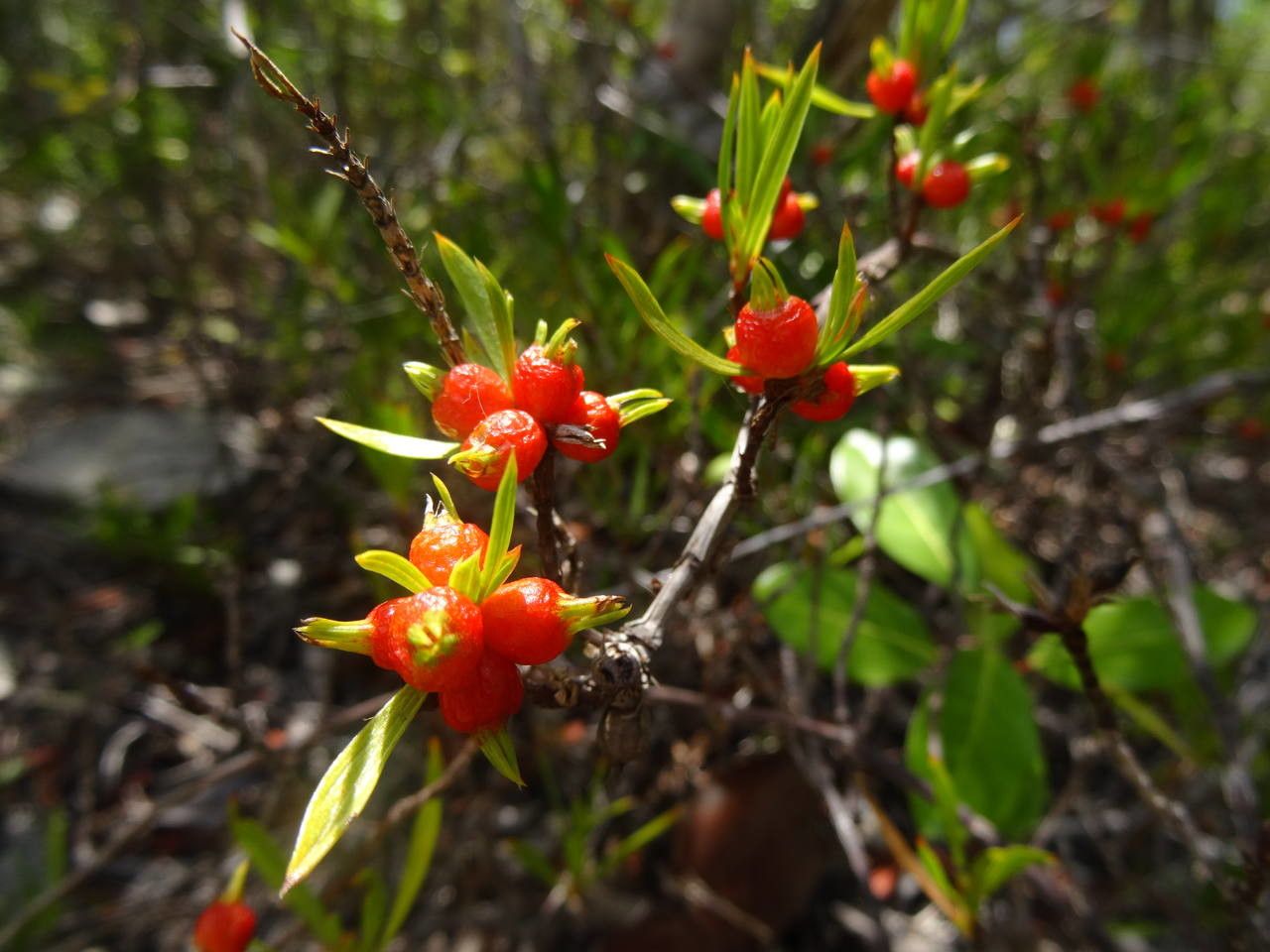 Ernodea littoralis fruit