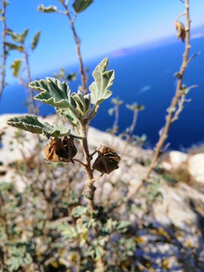 Malva subovata fruit