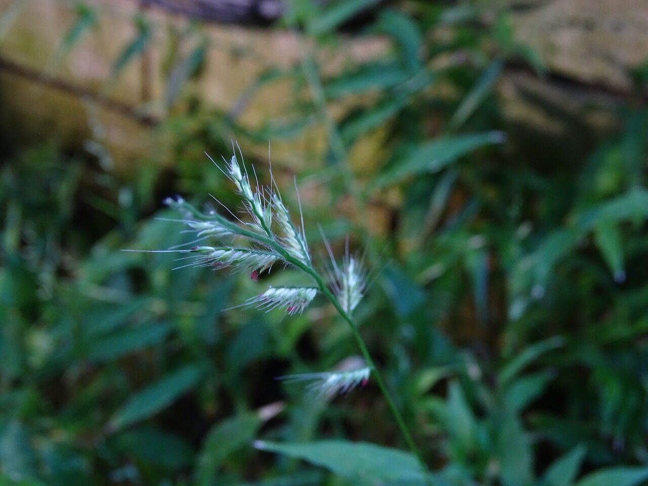 Oplismenus burmannii flower
