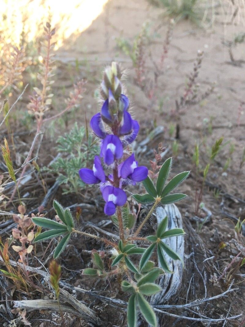 Lupinus pusillus flower