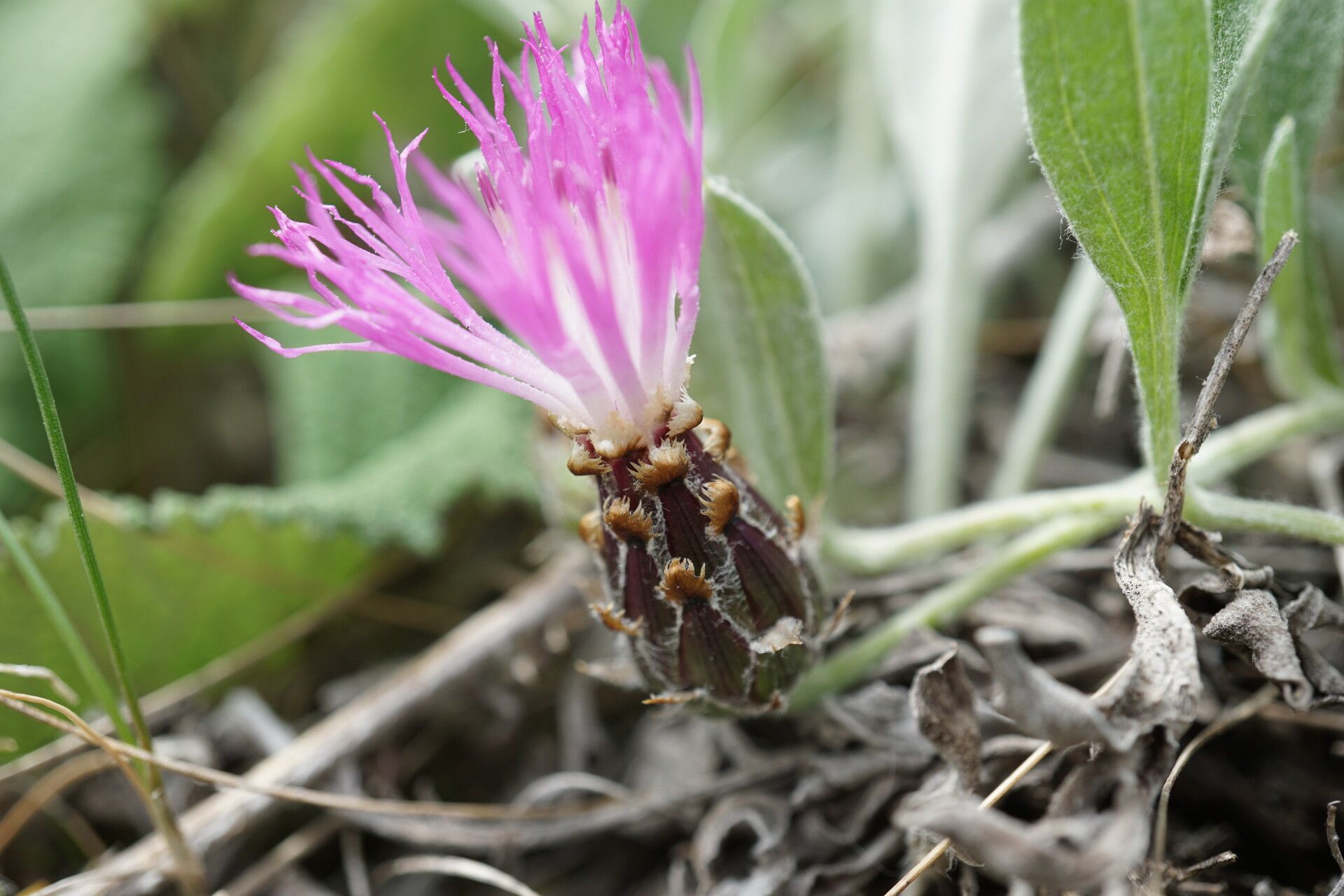 Psephellus marschallianus flower