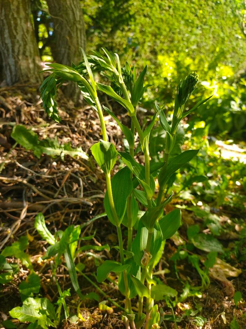 Epipactis rhodanensis — search result for 'Epipactis'