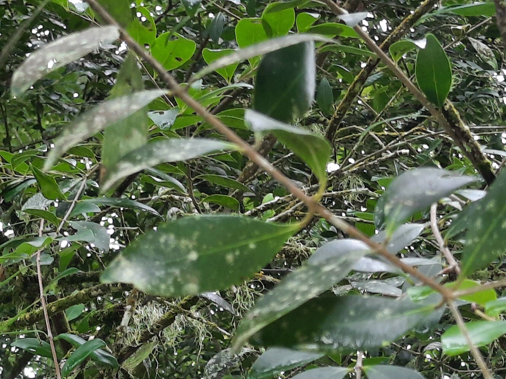 Memecylon umbellatum leaf
