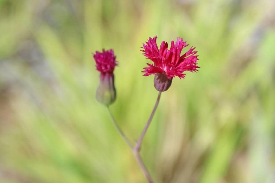 Emilia fosbergii flower