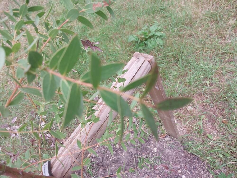 Eucalyptus bicolor — houseplant care guide