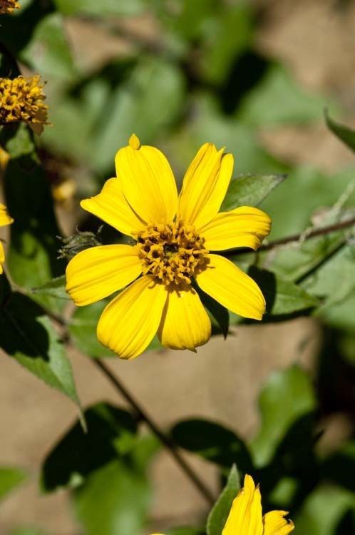 Viguiera cordifolia — related species from the same genus