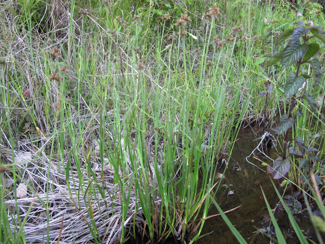 Fuirena pubescens habit