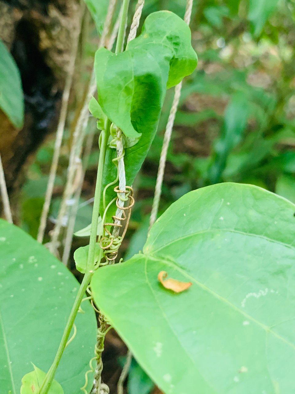 Passiflora oerstedii bark