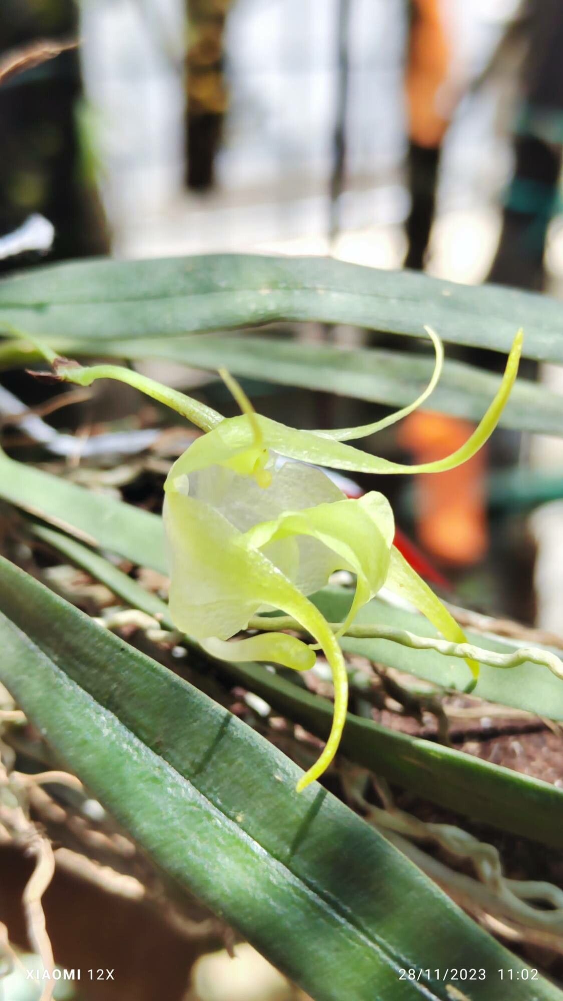 Aeranthes leandriana flower
