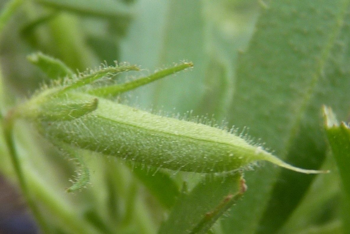 Ononis breviflora bark
