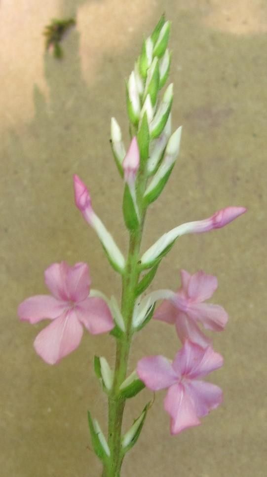 Aphelandra tonduzii flower