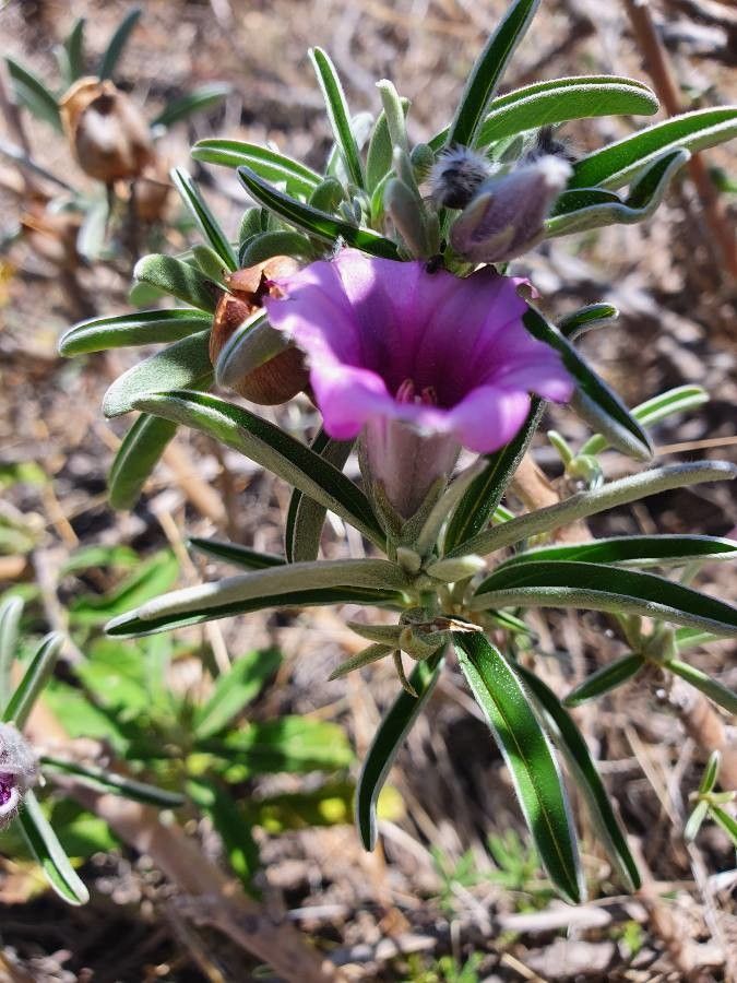 Ipomoea jaegeri flower