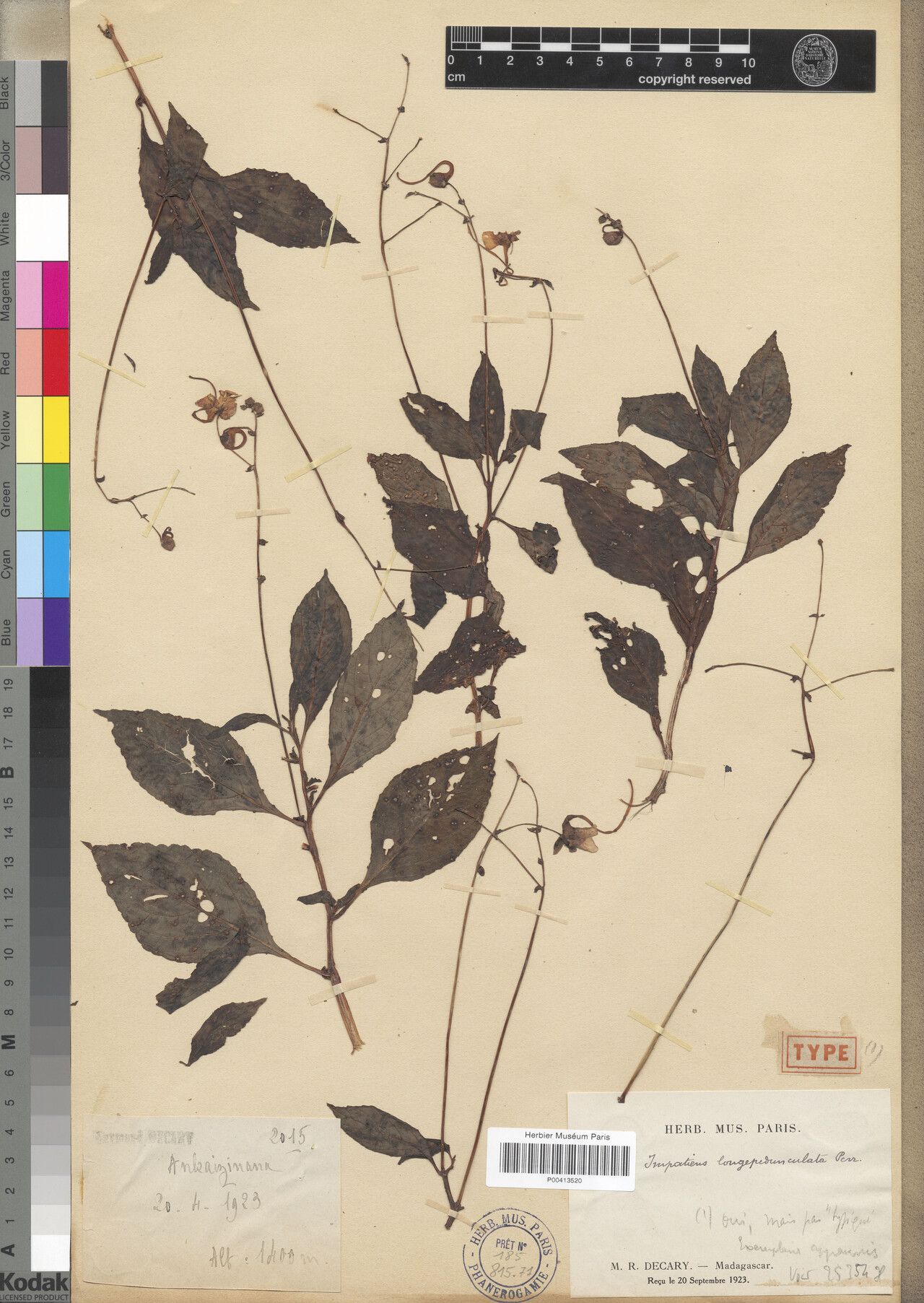 Impatiens longepedunculata — houseplant care guide