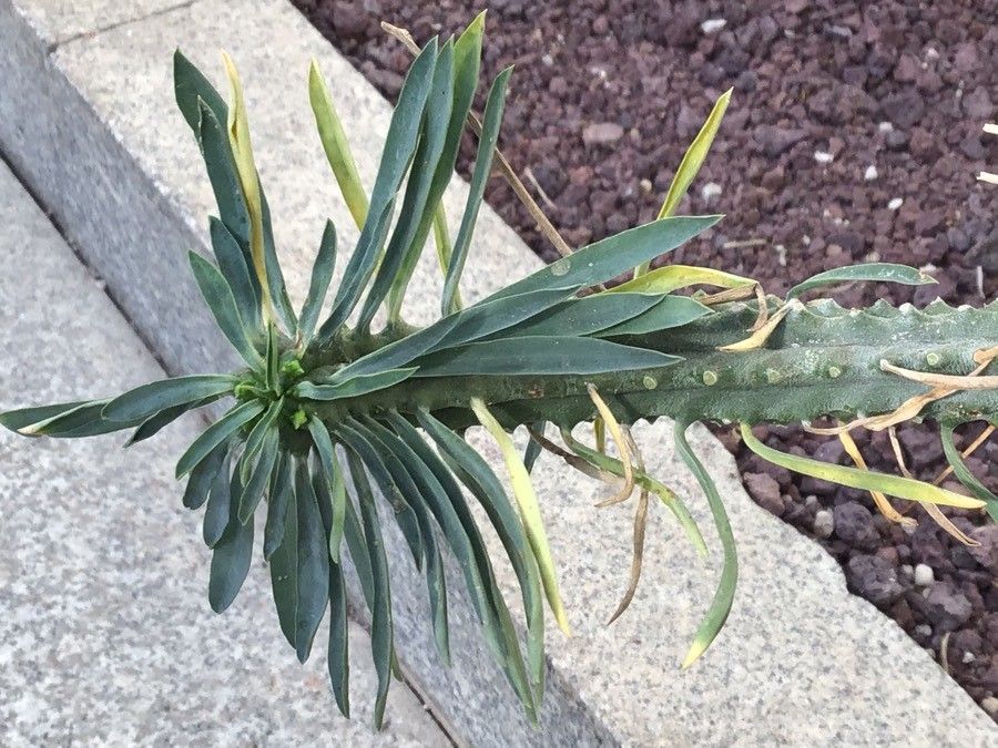 Euphorbia loricata — search result for 'Euphorbia'