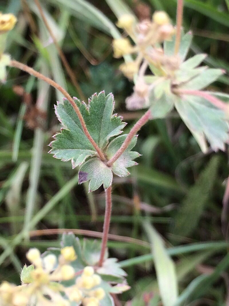 Alchemilla vetteri — houseplant care guide
