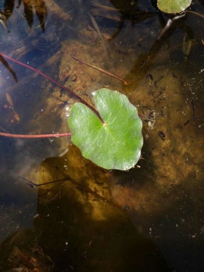 Nymphoides peltata — houseplant care guide