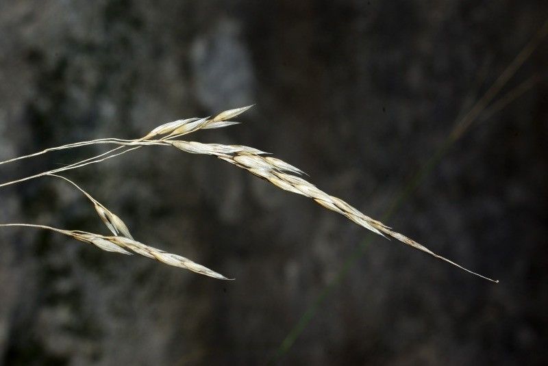 Piptatherum paradoxum fruit