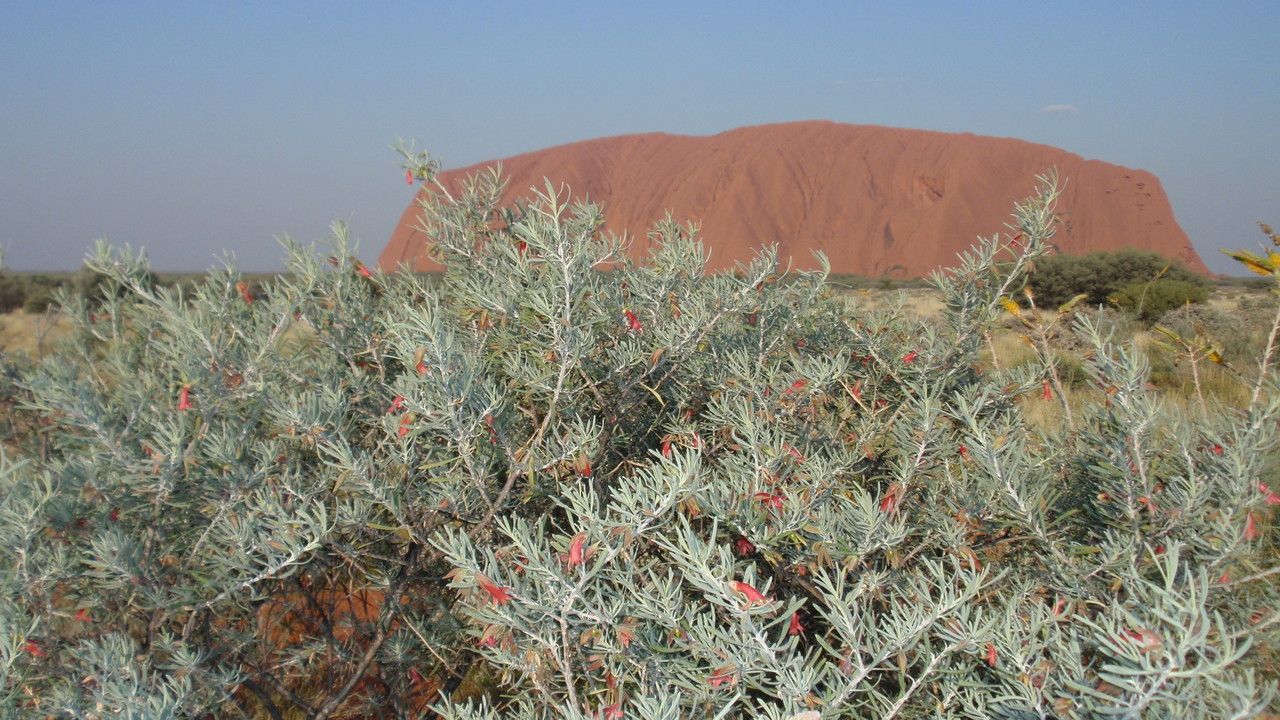 Eremophila latrobei habit