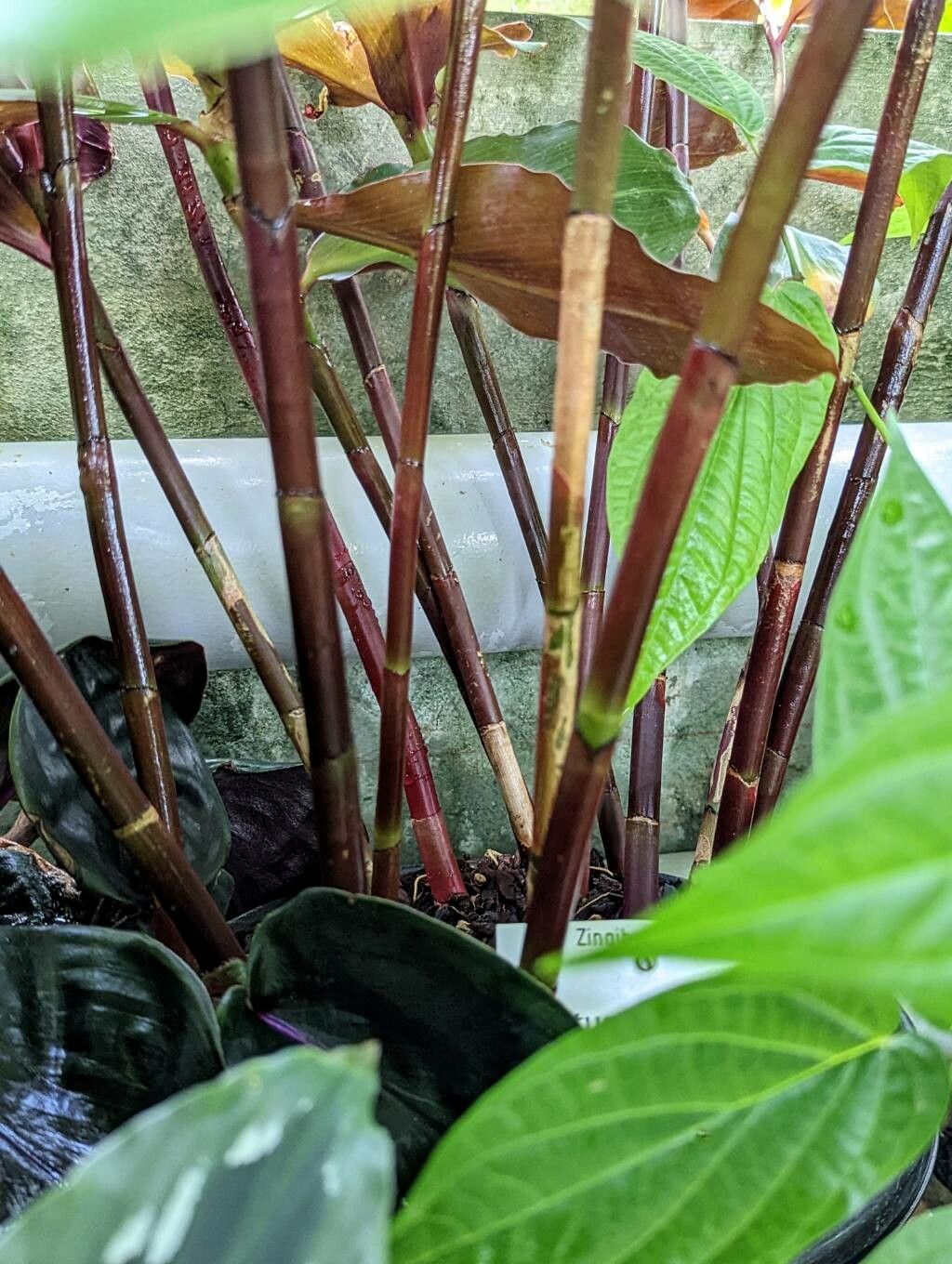 Costus varzearum bark