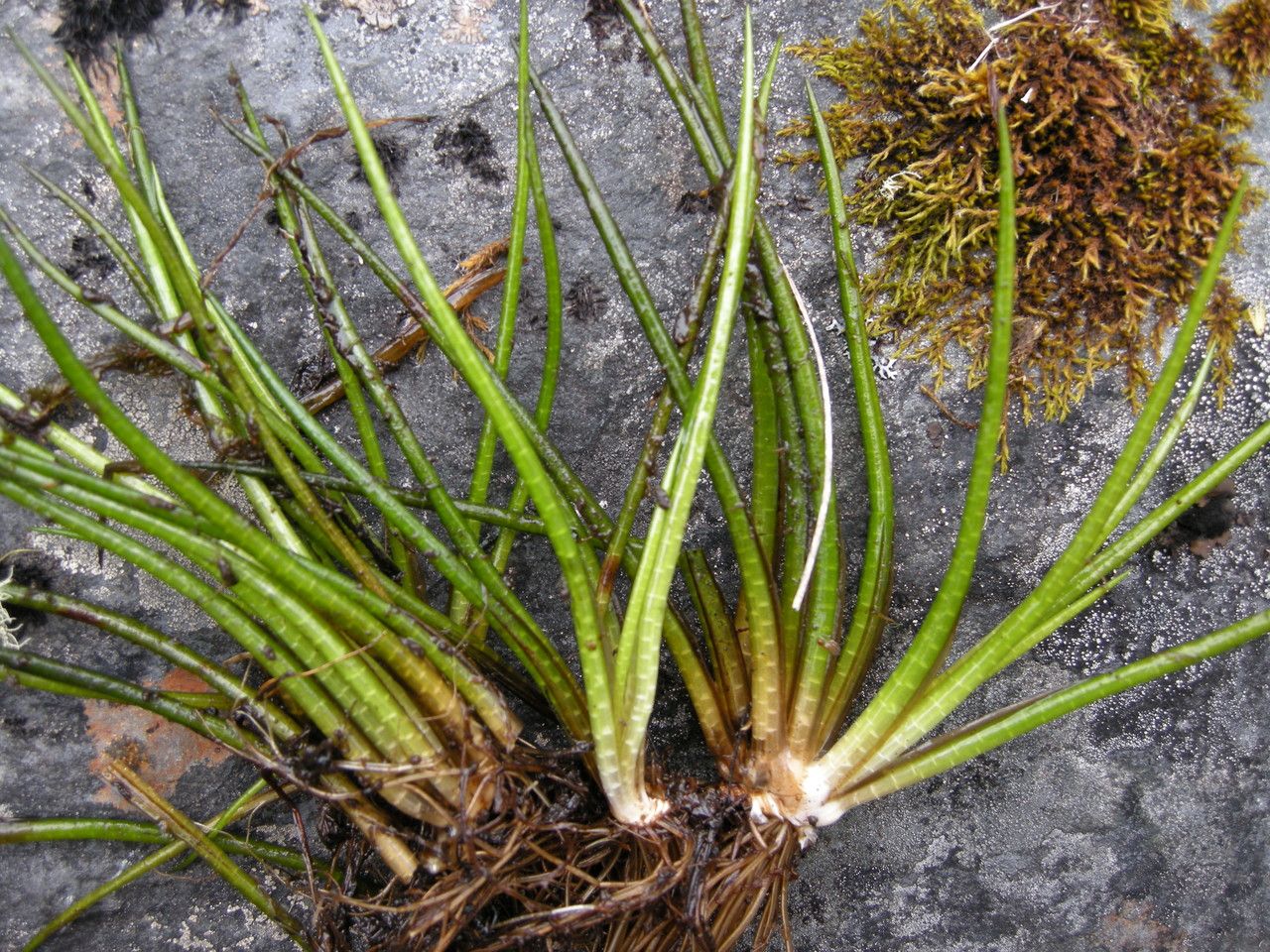 Isoetes lechleri habit