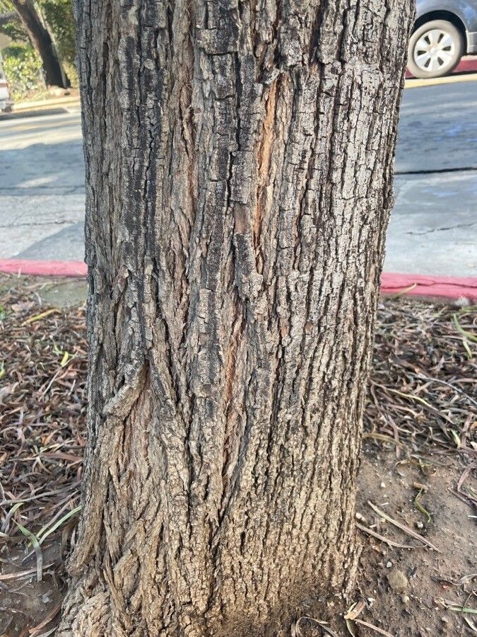 Geijera parviflora bark